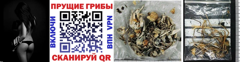 Галлюциногенные грибы Psilocybe  сколько стоит  MEGA сайт  Бологое 